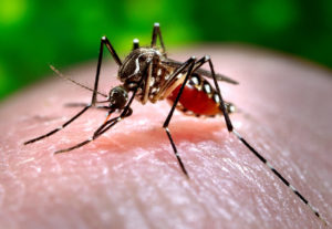 Фото. Комариный укус может стать инъекцией опасного вируса