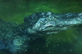 Фото. Крокодил из Московского зоопарка